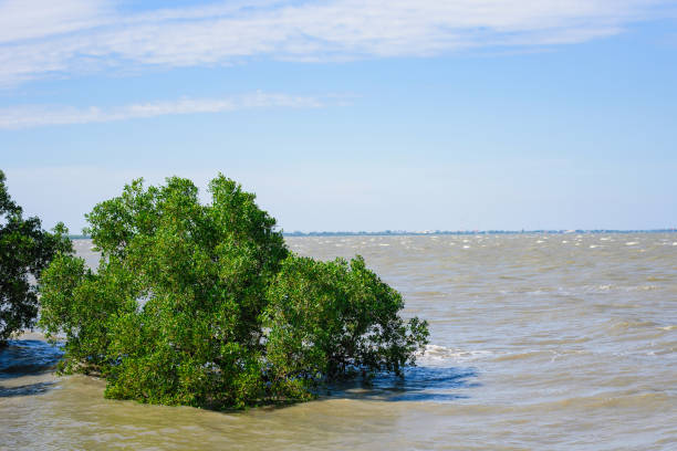 istock Mangrove forest tropical rainforest at coast in thailand. 899331182