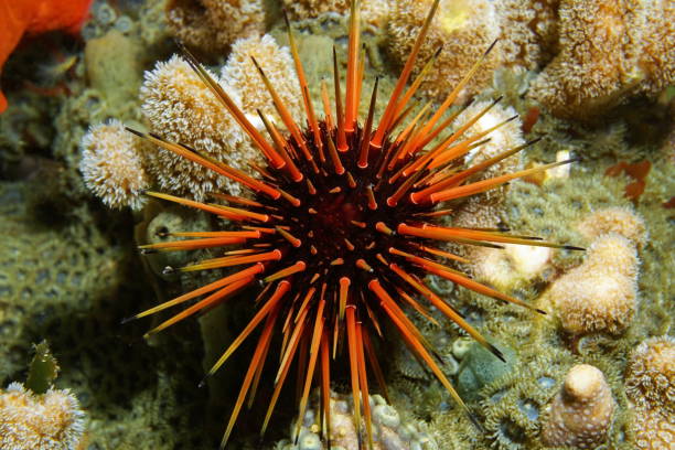 istock Live specimen of Caribbean reef urchin underwater 899331260