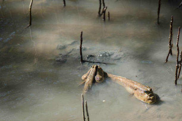 istock Muskipper Amphibious fish in mangrove forest.Thailand. 899331338