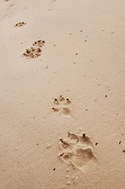 cane zampa stampe - paw print animal track dirt track foto e immagini stock