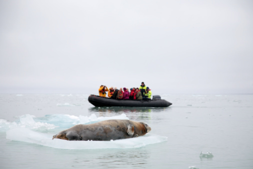 Arctic tourists observing a Bearded Seal at the Arctic North Pole region of Spitsbergen/Svalbard. Focus on the seal.