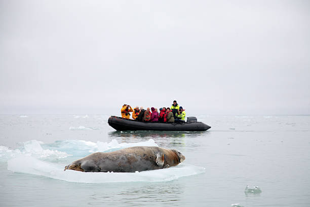 Explorers in the Arctic encountering a whale stock photo