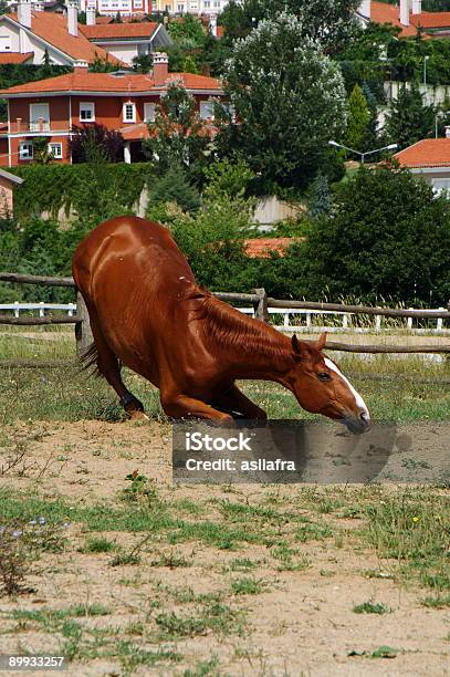 Horse Stock Photo - Download Image Now - Animal, Color Image, Emotion
