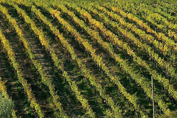 istock Hills of Tuscany 89933327