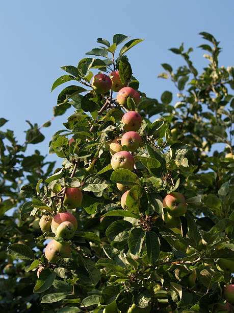 Apple-tree stock photo