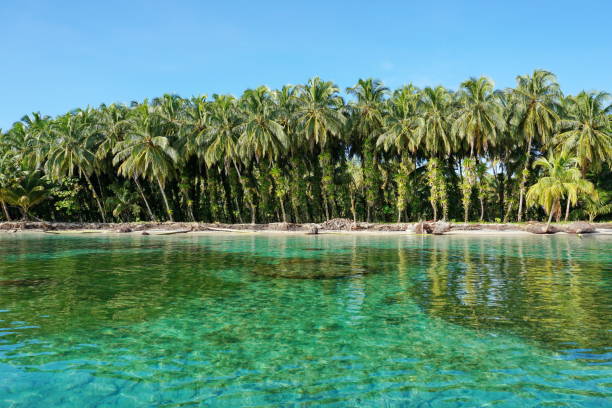 lush coconut trees with epiphyte on tropical shore - bocas del toro imagens e fotografias de stock