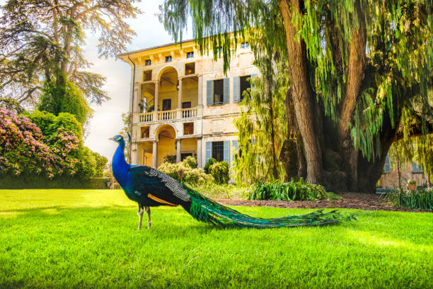 pavo real islas borromeas isola madre lago maggiore, piamonte - italia - islas borromeas fotografías e imágenes de stock