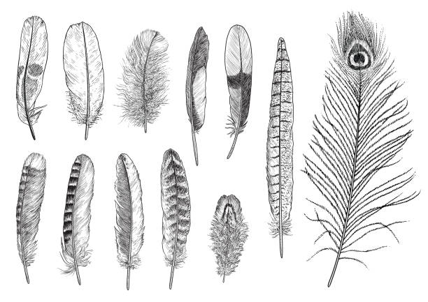 Collection Of Feather Illustration Drawing Engraving Ink Line Art Vector  Stock Illustration - Download Image Now - iStock