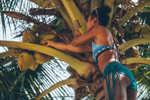 Beautiful melanesian girl picking coconuts off the palm tree