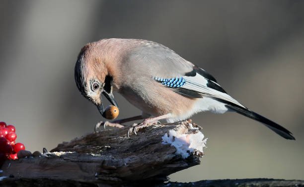 istock Composition from Eurasian jay, berries of viburnum and acorn 899338440