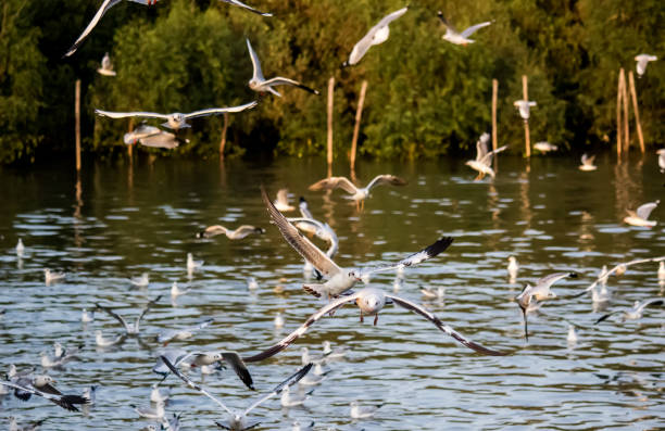 istock Flying Brown-headed gulls at Bang Poo,Samut Prakarn province,Thailand. 899338736