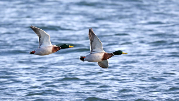 istock Pair of Mallard Ducks 899338872