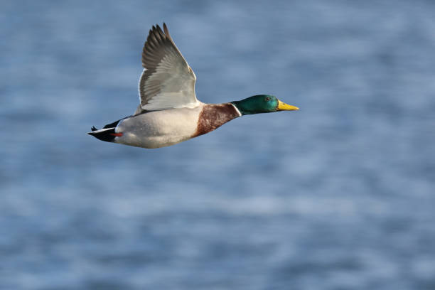 istock Male Mallard Duck 899338966