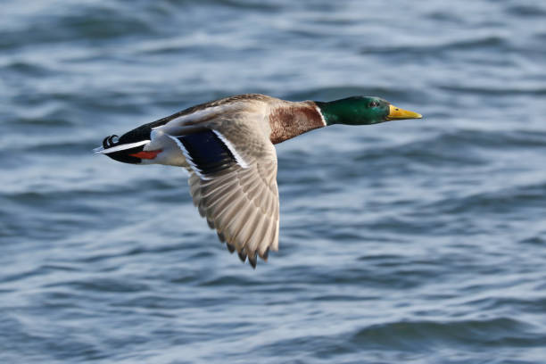 istock Male Mallard Duck 899338974