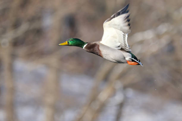 istock Male Mallard Duck 899338976
