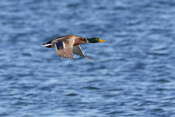 istock Male Mallard Duck 899338982