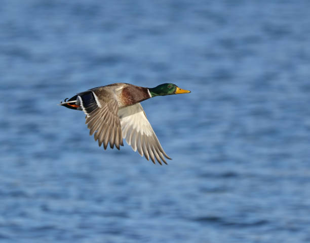 istock Male Mallard Duck 899338990
