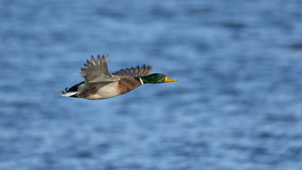istock Male Mallard Duck 899338994