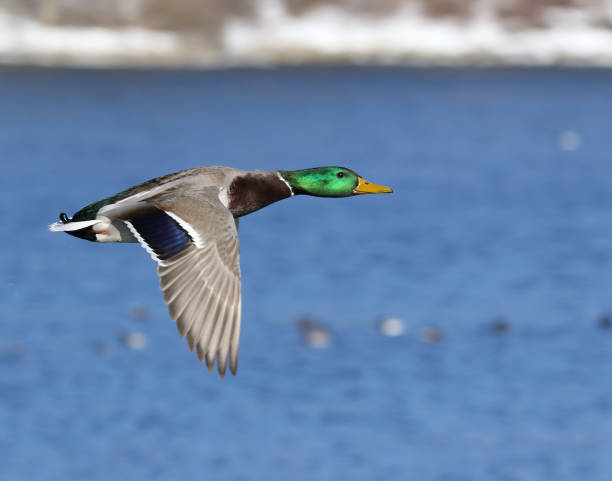 istock Male Mallard Duck 899338996