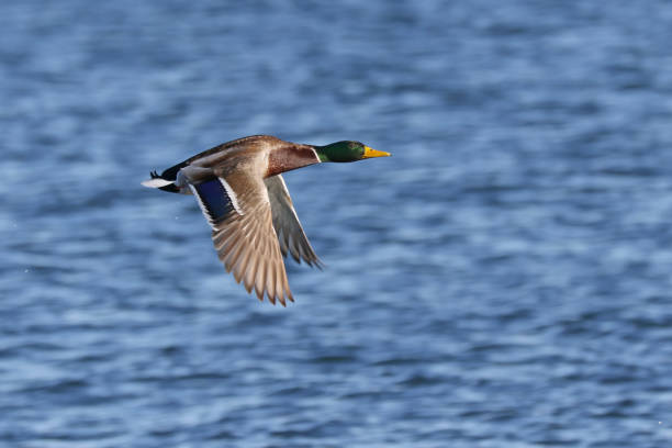 istock Male Mallard Duck 899339004