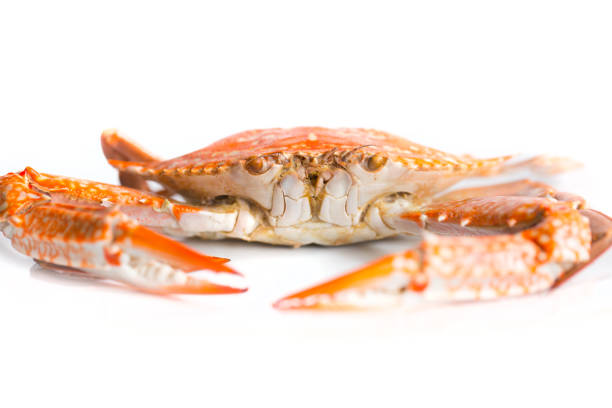 closeup crab face isolated on white - maryland blue crab imagens e fotografias de stock