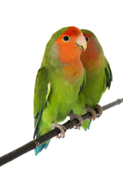 istock portrait lovebird 899339784