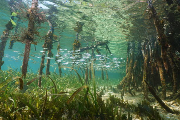Mangrove ecosystem underwater with school of fish Mangrove ecosystem underwater with school of juvenile fish and tree roots of Rhizophora mangle, Caribbean sea mangrove tree photos stock pictures, royalty-free photos & images