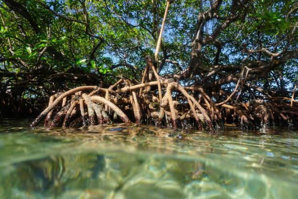 istock Mangrove tree Rhizophora mangle in the water 899341978