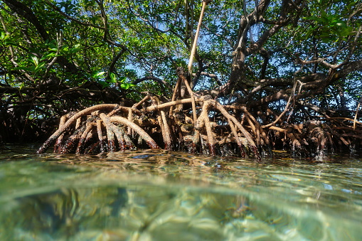 Mangrove tree, Rhizophora mangle, in the water viewed from the surface, Caribbean sea