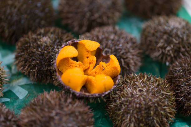 Uni Urchin Sashimi fresh seafood from Japan Uni Urchin Sashimi fresh seafood from Japan sea urchin stock pictures, royalty-free photos & images
