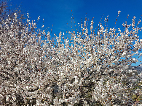 Almond blossom on blue sky