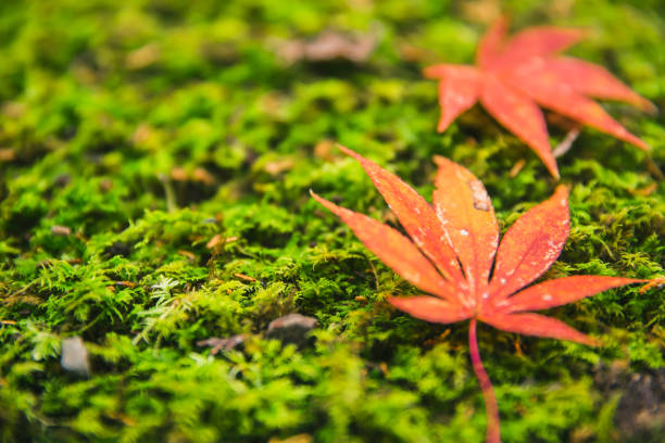 muschio verde con foglia d'acero rosso giappone sfondo naturale autunnale con spazio per il testo. - japanese maple leaf water japan foto e immagini stock