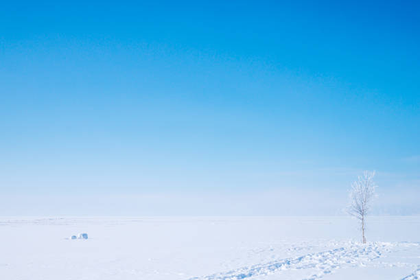 One snowy tree on the right and footprints on snow around the tree. A tree under the big blue sky in the middle of frozen lake Baikal covering with snow. Footprints are all around the tree. Ices on the left.