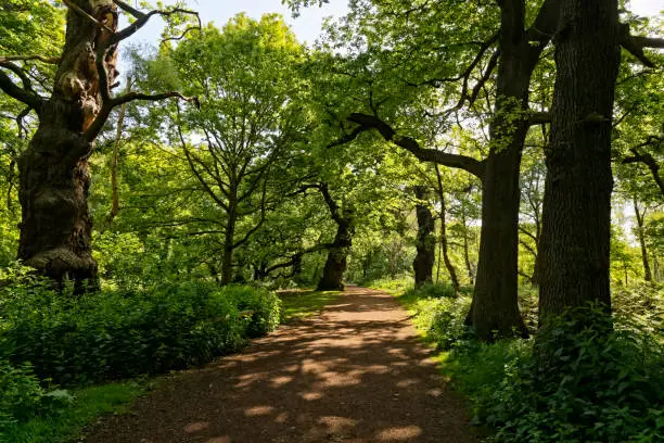Photo of Sunlit path through Sherwood Forest