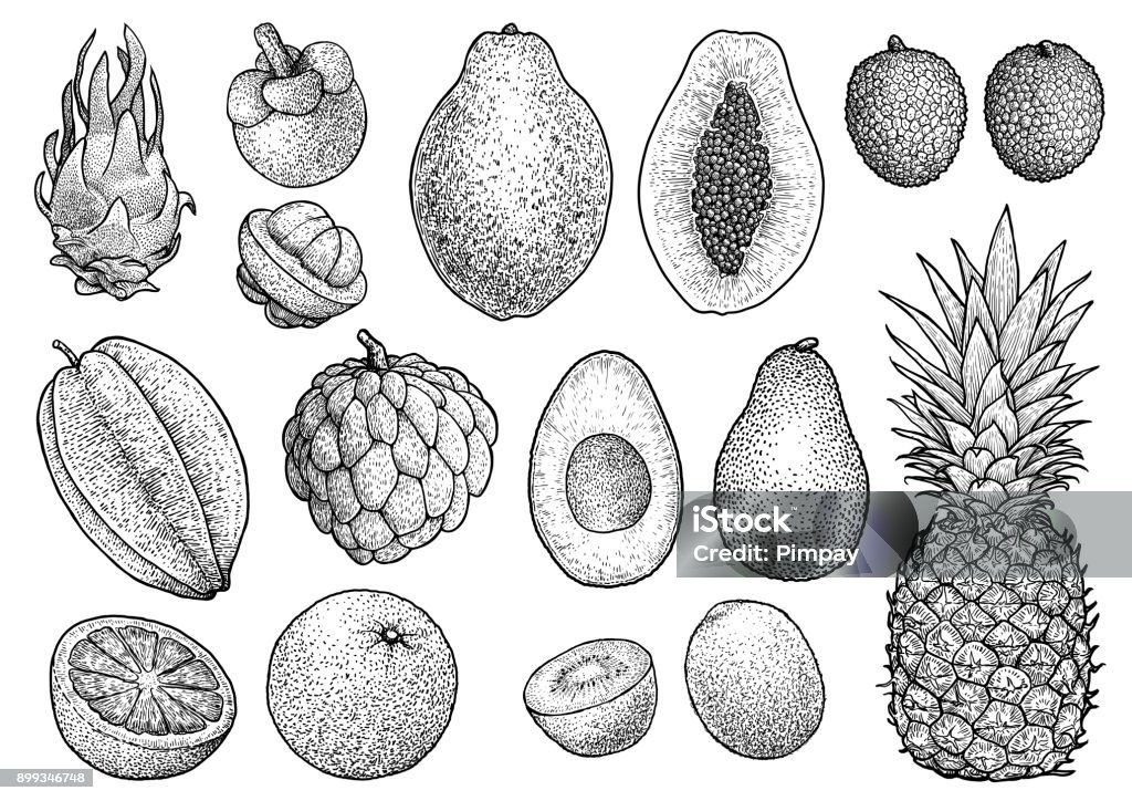 Exotic fruit collection illustration, drawing, engraving, ink, line art, vector Illustration, what made by ink, then it was digitalized. Starfruit stock vector