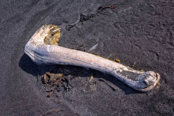 Photo of A big drying animal bone lies in the black beach on the north coast of Iceland.