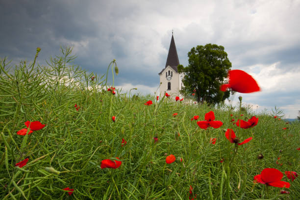 Lonely church in the poppy field before storm