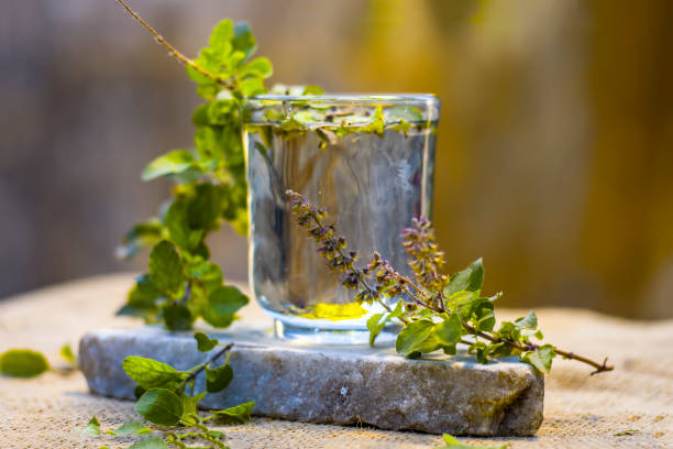 Water of holy basil, tulsi or Ocimum tenuiflorum in a transparent glass. stock photo