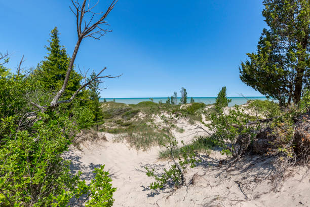 Sand Dune Ridge - Pinery Provincial Park, Ontario, Canada