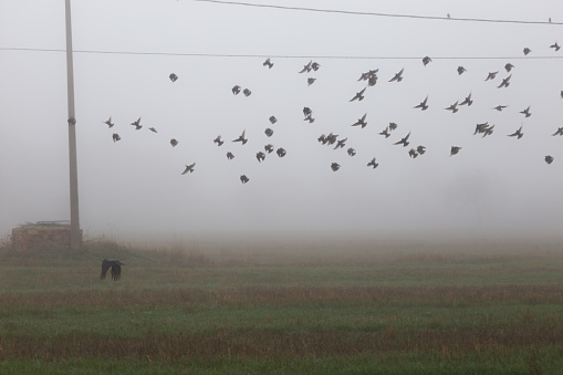 Birds flying near power lines in the fog over some cultivated fields