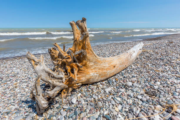 Driftwoods at Ruby Beach in Olympic National Park, Washington State, USA