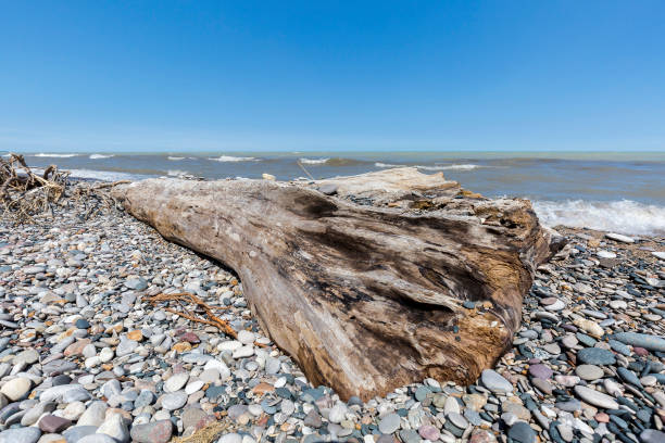 istock Driftwood and Pebbles on a Lake Huron Beach 899367776