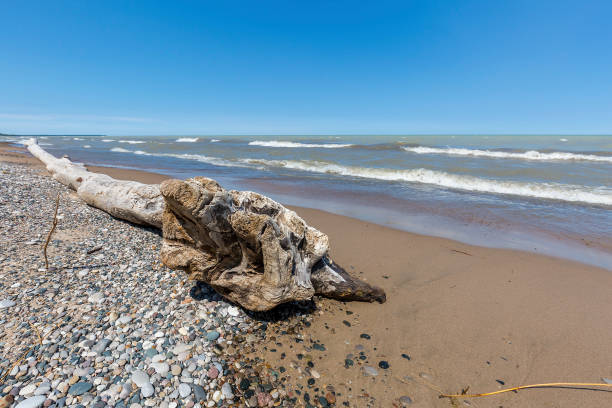 istock Driftwood and Pebbles on a Lake Huron Beach 899367860