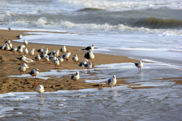 istock Seagulls on sandy beach at wintertime 899368240