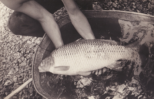 Vintage photo of big fish in man hands outdoor