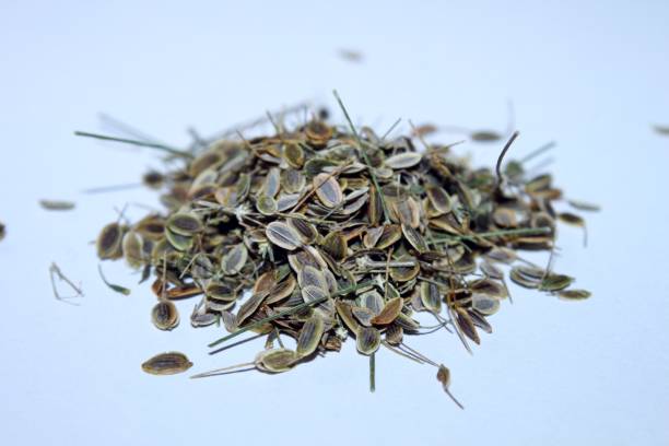 istock Heap of dill seeds 899369460