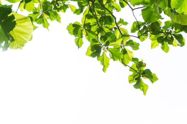 istock teak leaf in autumn on white sky 899371584