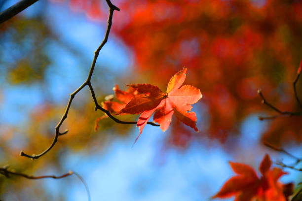 istock Autumn in KYOTO 2017 899371674