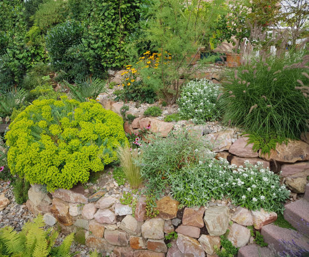 istock Rock garden, steppe milkweed, euphorbia 899371722