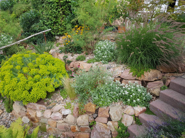 rock garden, steppe milkweed, euphorbia - rock garden imagens e fotografias de stock